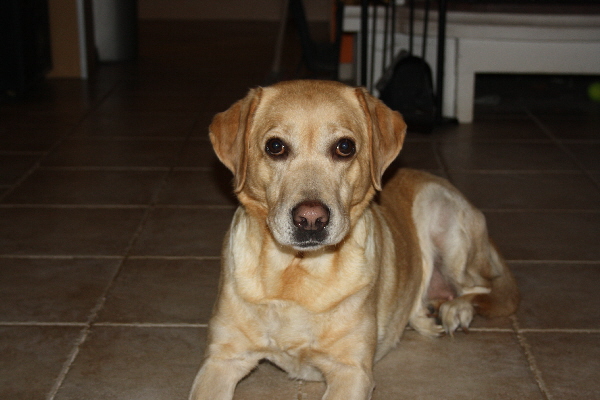 mein Frauchen nennt sich auch Groomer