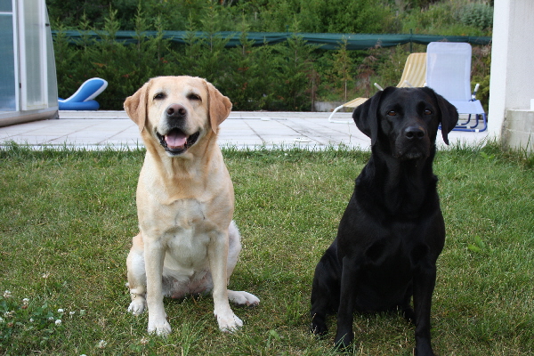 wir leben neben dem Hundesalon