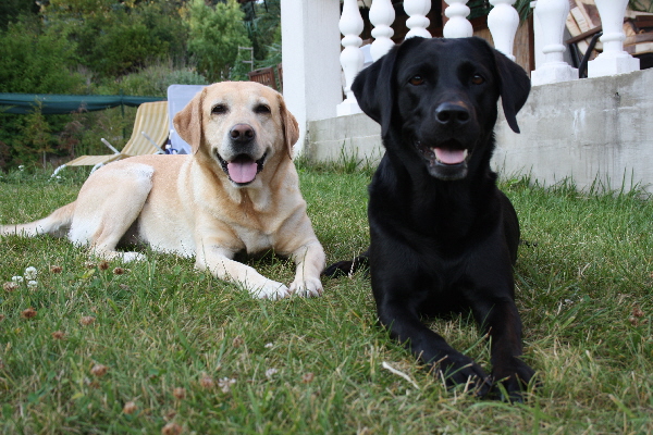 unser Frauchen ist Hundefriseur