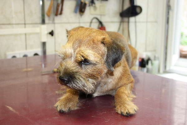 beim Hundefriseur fhlt man sich wohl