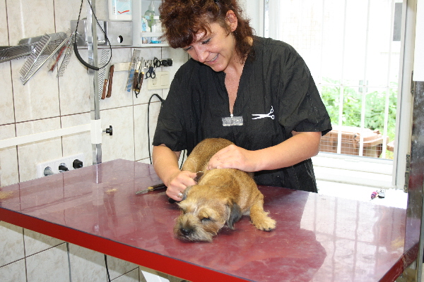 die Arbeit als Hundefriseurin mu Spa machen