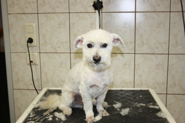 ich liebe den Hundefriseur