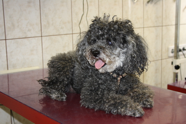 ich liebe den Hundefriseur