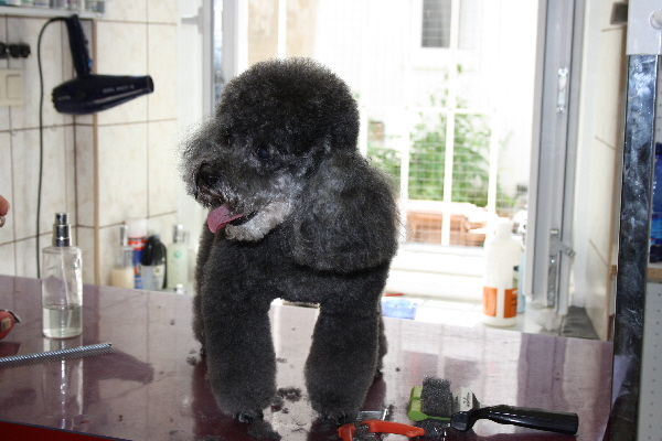 ich gehe wieder zum Hundefriseur