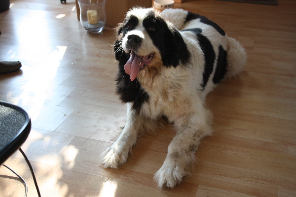 vor dem Hundefriseur