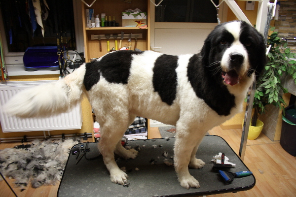 nach dem Hundefriseur